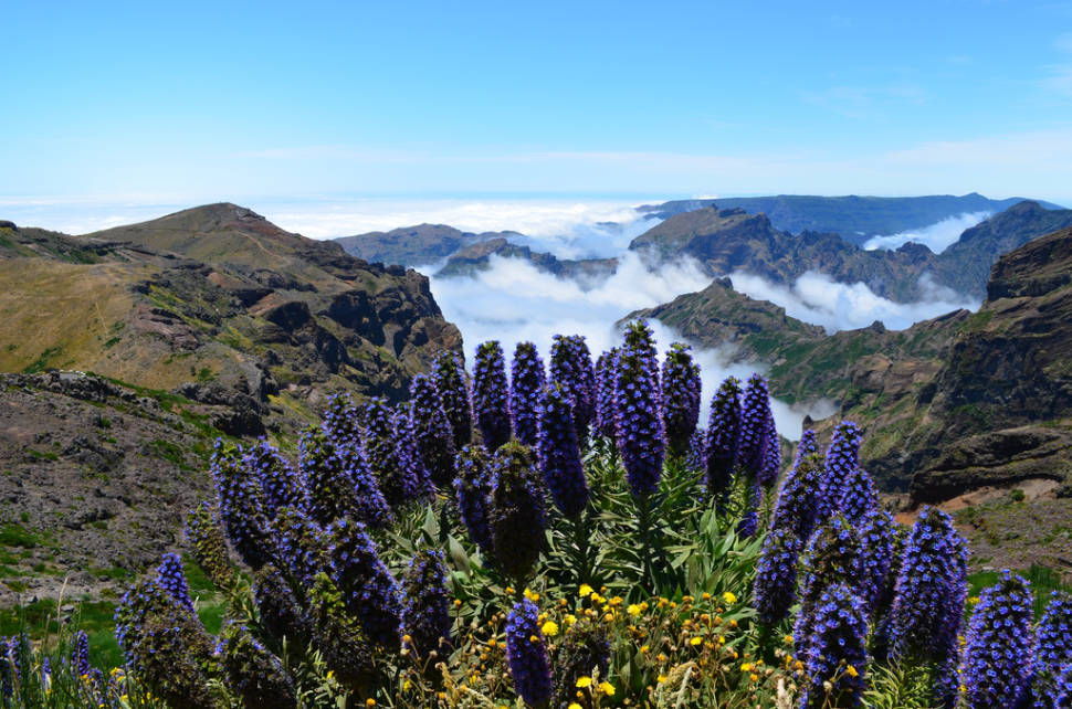 Echium or Pride of Madeira in Madeira - Best Season