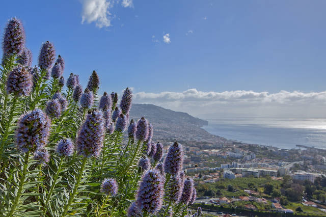 Echium or Pride of Madeira in Madeira - Best Time