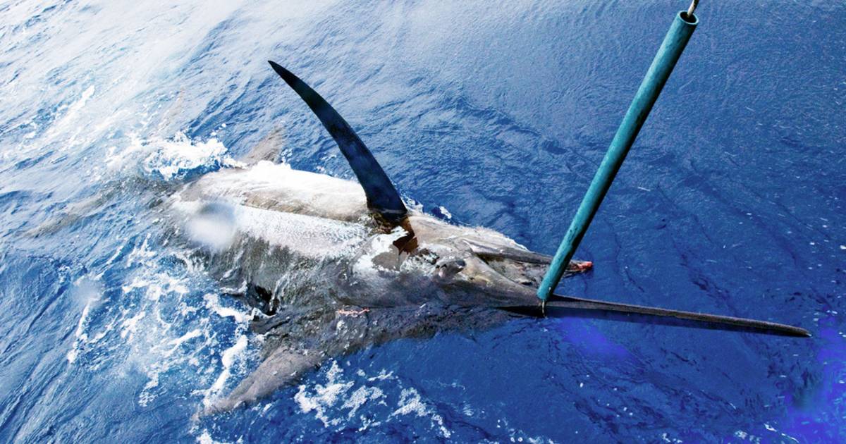 Fishing Blue Marlin in Madeira - Best Time