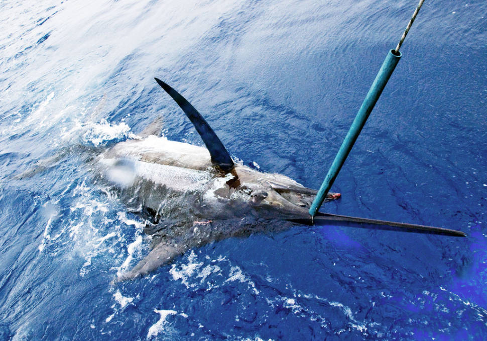 Fishing Blue Marlin in Madeira - Best Time