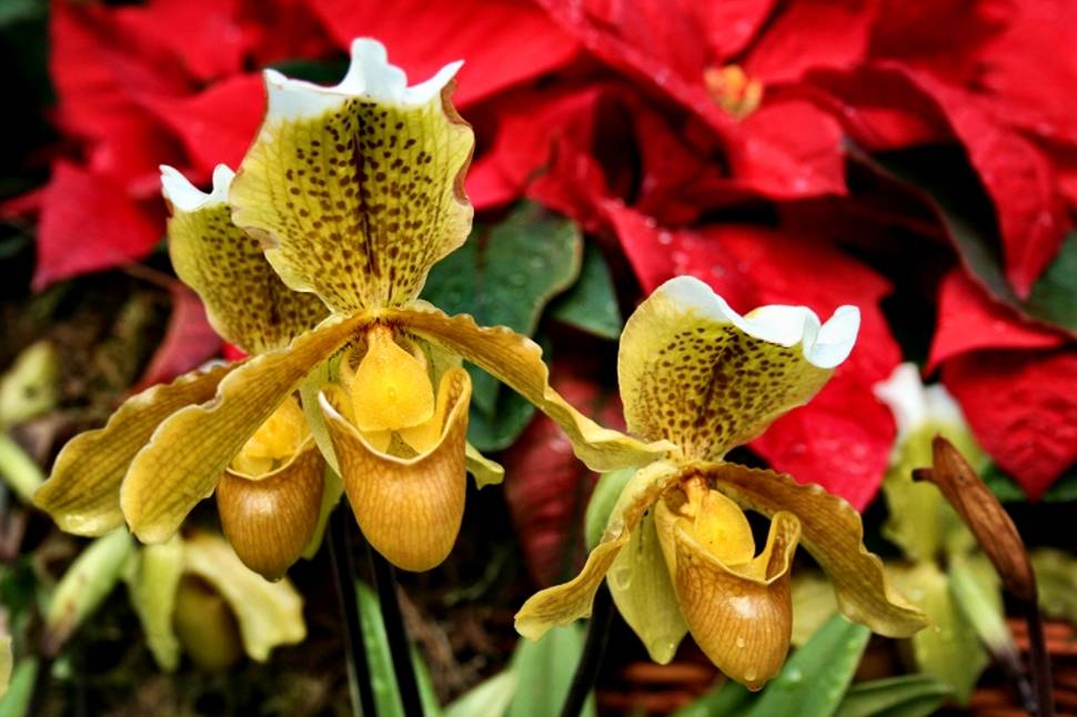 "Lady Slipper" Orchid for Christmas in Madeira - Best Season