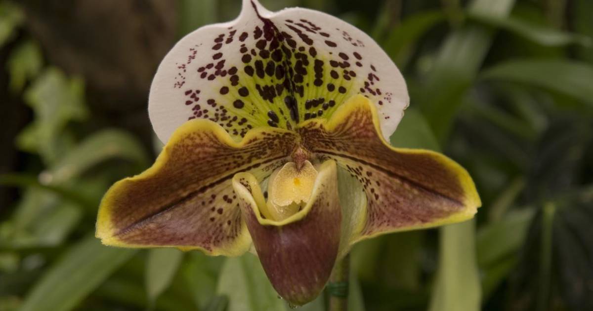 "Lady Slipper" Orchid for Christmas in Madeira - Best Time