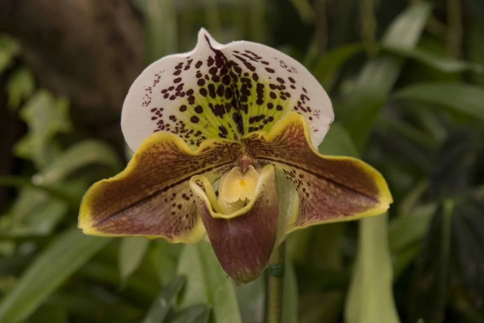 "Lady Slipper" Orchid for Christmas in Madeira - Best Time