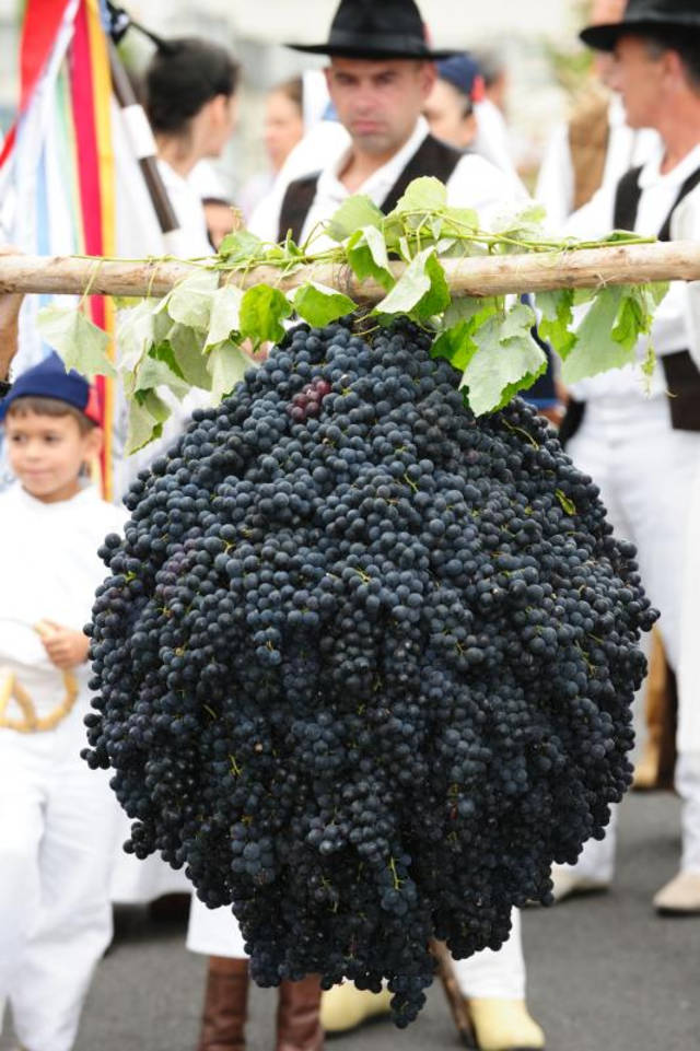Best time for Madeira Wine in Madeira
