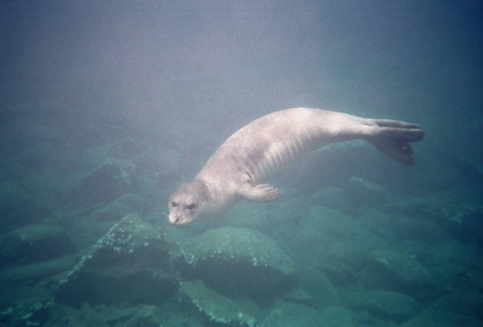 Monk Seals in Madeira - Best Season