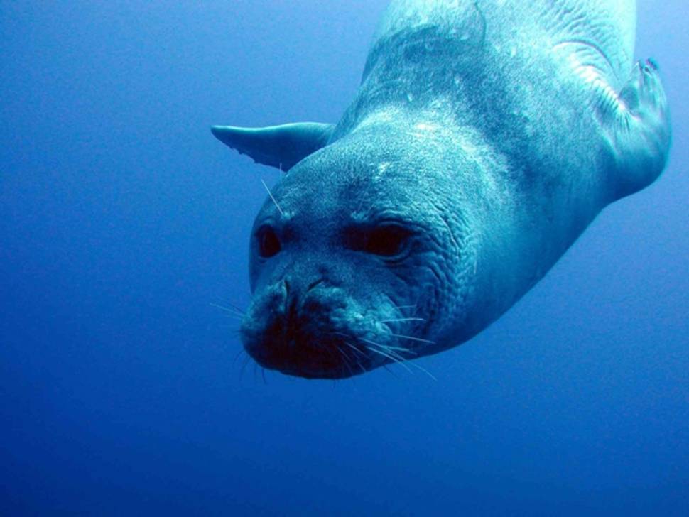 Monk Seals in Madeira - Best Time