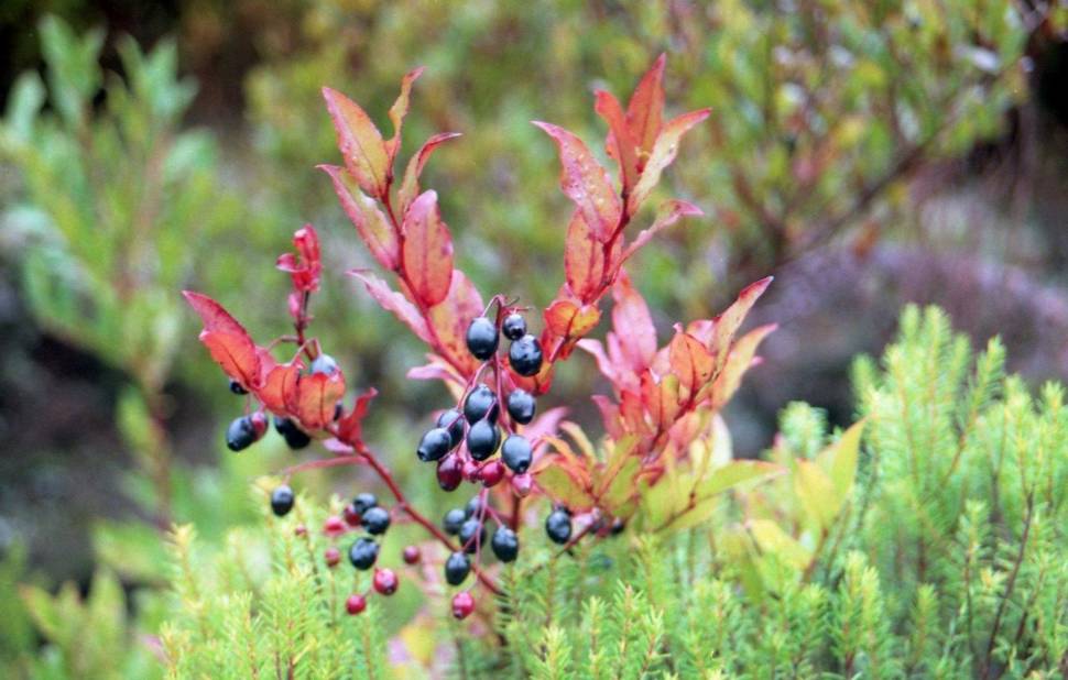 Uveira or Madeira Blueberry in Madeira - Best Time