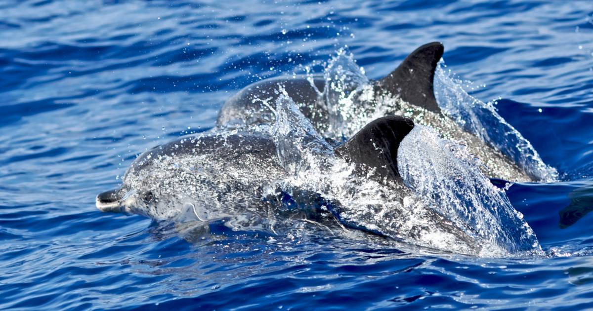 Whale and Dolphin Watching in Madeira - Best Time