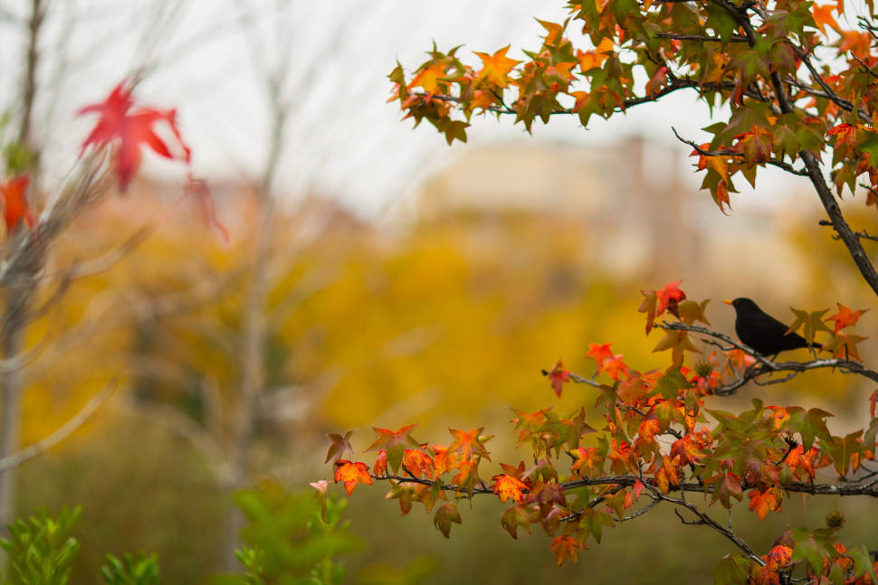 Autumn in Madrid - Best Time