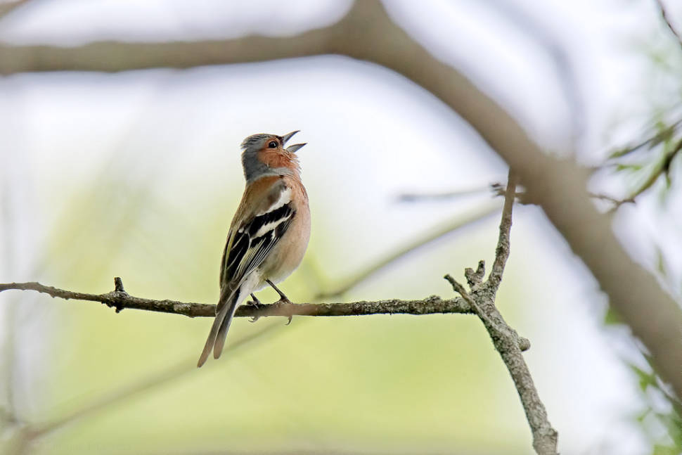 Singing male chaffinch (Fringilla coelebs)
