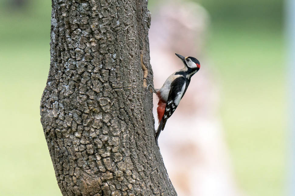 Spotted Woodpecker