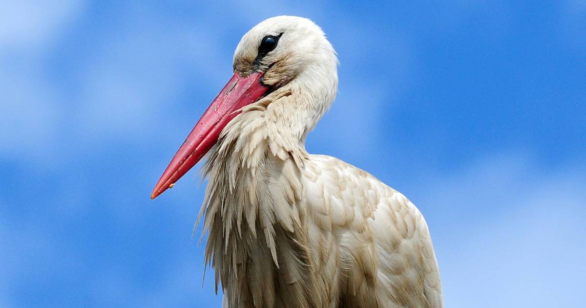 Birdwatching at Wetlands and Riverbanks in Madrid - Best Time