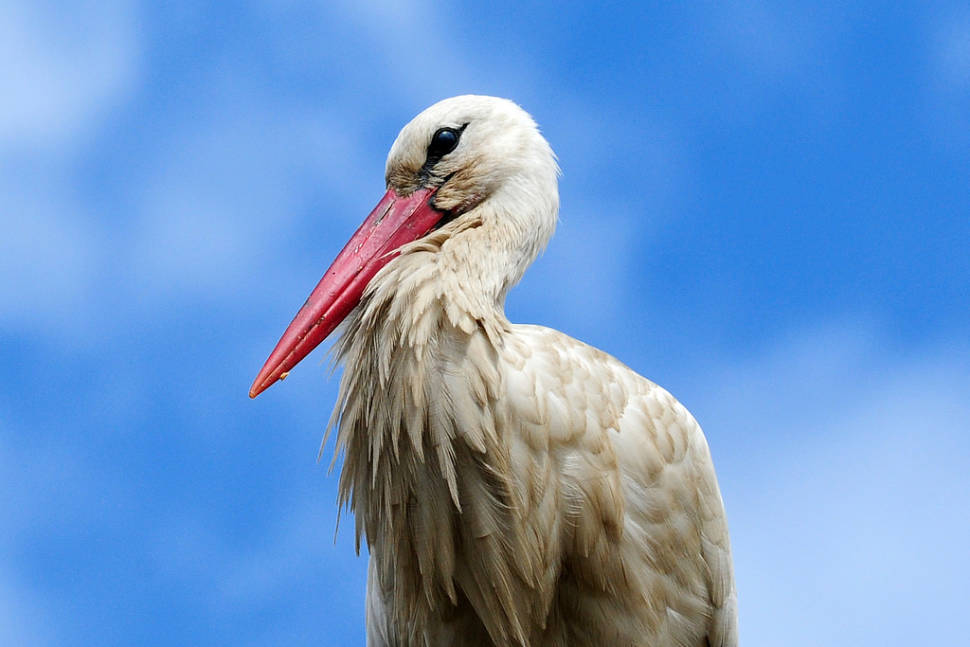 Birdwatching at Wetlands and Riverbanks in Madrid - Best Time