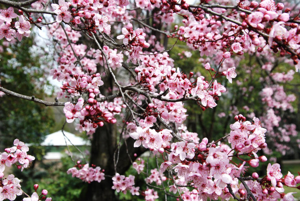 Cherry Blossoms in Madrid - Best Time