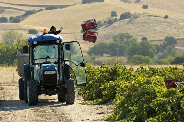 Grape Harvest in Madrid - Best Season