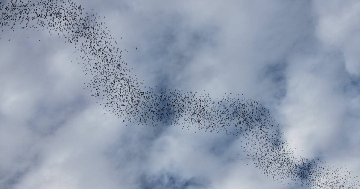 Bats of the Sarawak in Malaysia - Best Time