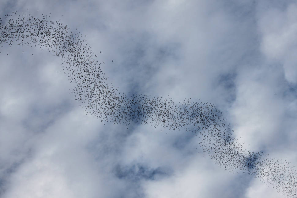 Bats of the Sarawak in Malaysia - Best Time