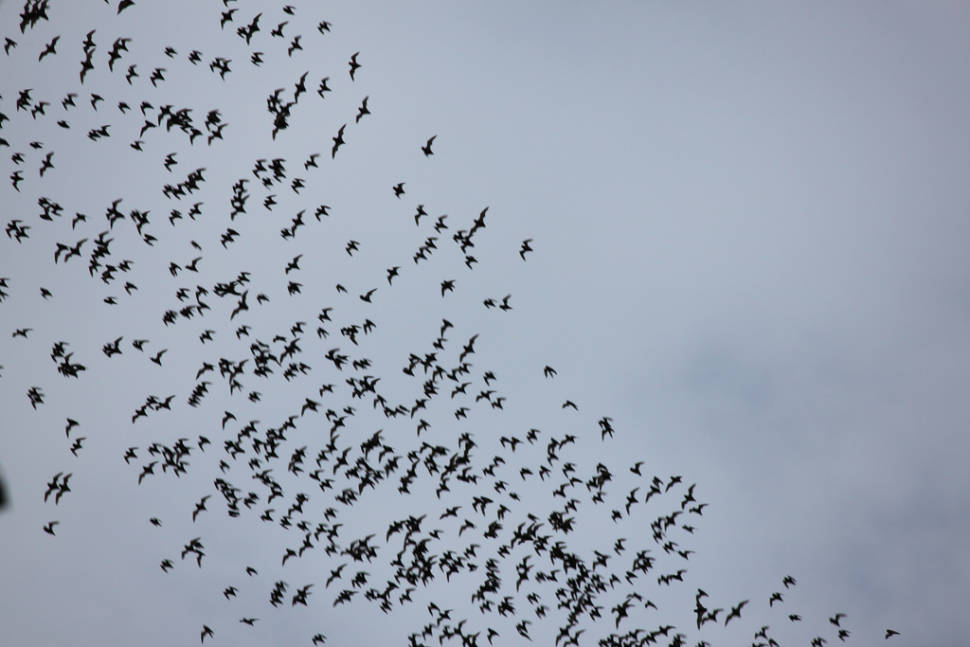 Best time for Bats of the Sarawak in Malaysia