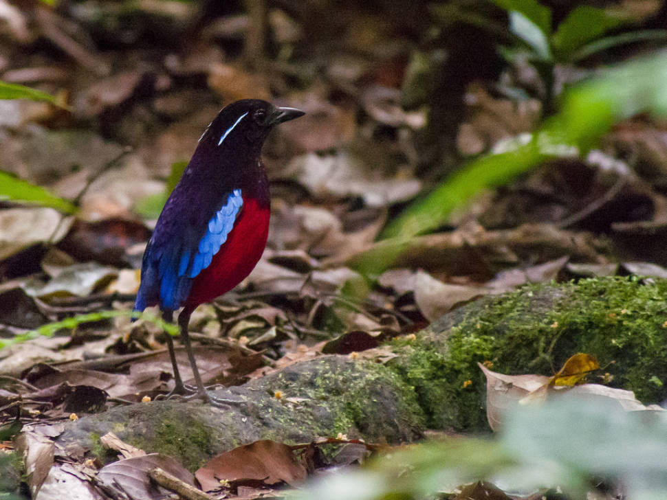 Black-crowned pitta