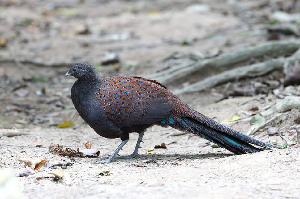 Malayan peacock-pheasants