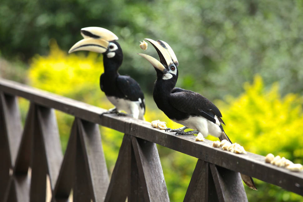 Rhinoceros Hornbill
