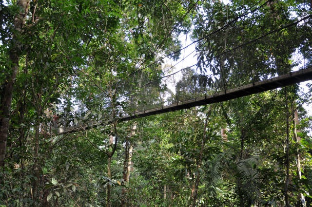 Parting shot of the rope bridge in Kota Kinabalu