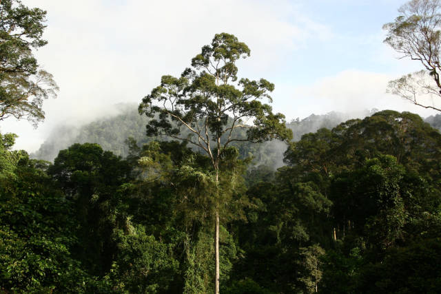 View from the Canopy Walk