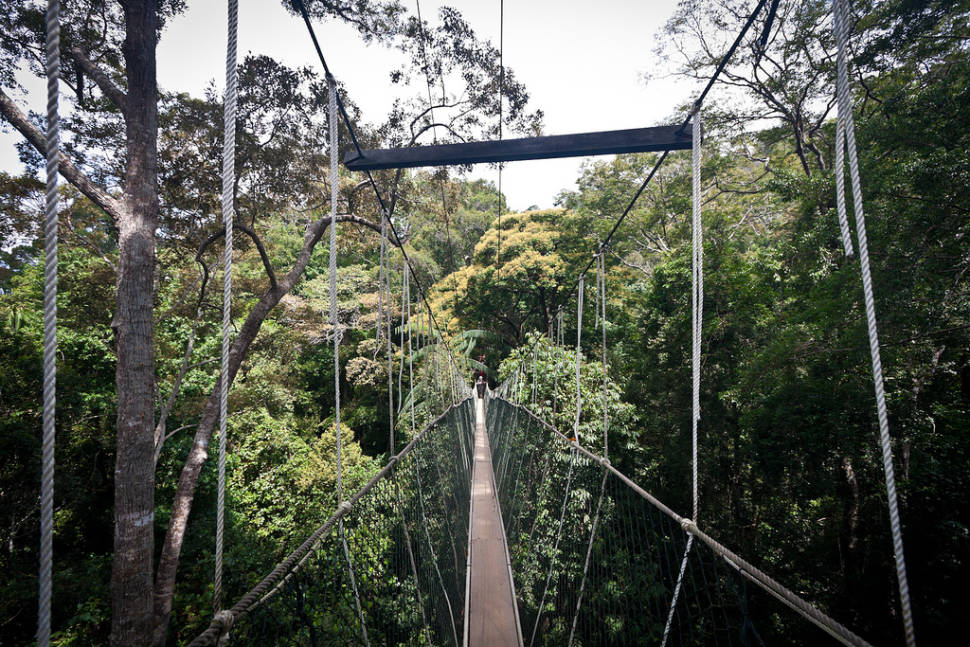 Canopy Walks in Peninsular Malaysia in Malaysia - Best Time