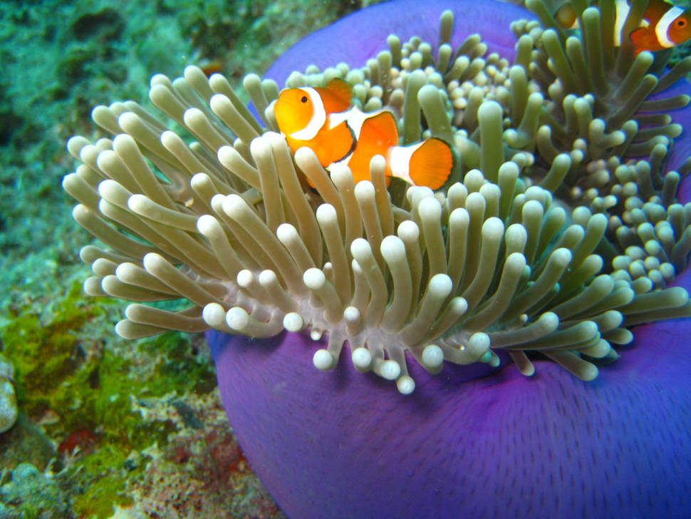 Clownfish off the Sipadan Island
