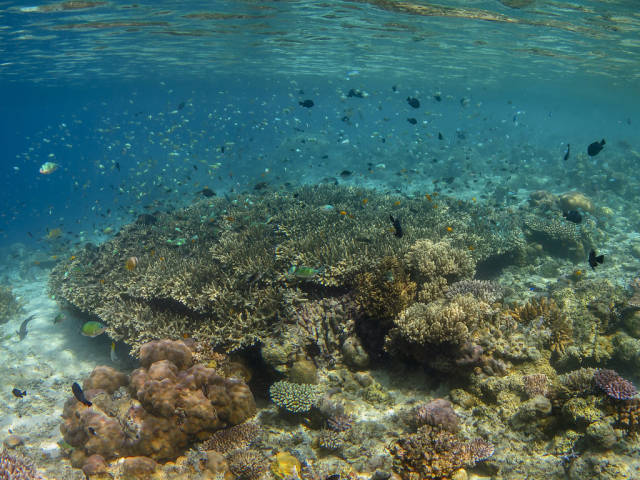 Mataking Coral