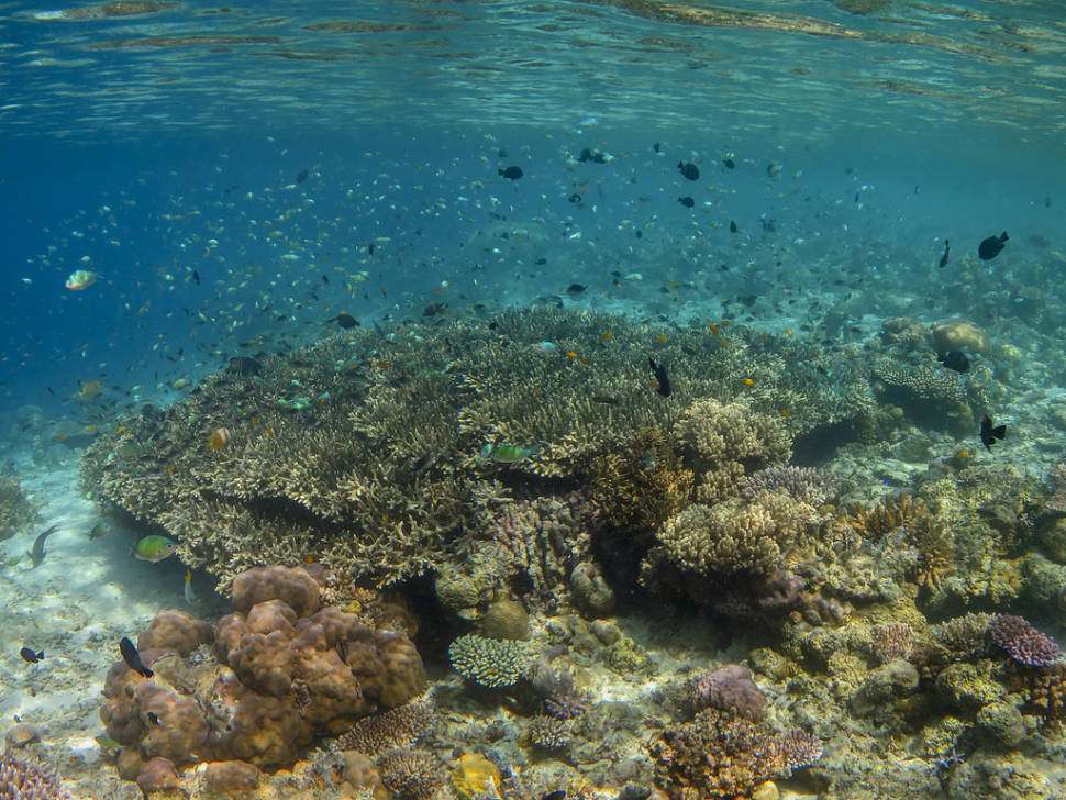 Mataking Coral