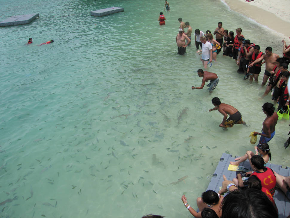 Feeding Baby Sharks in Malaysia - Best Time
