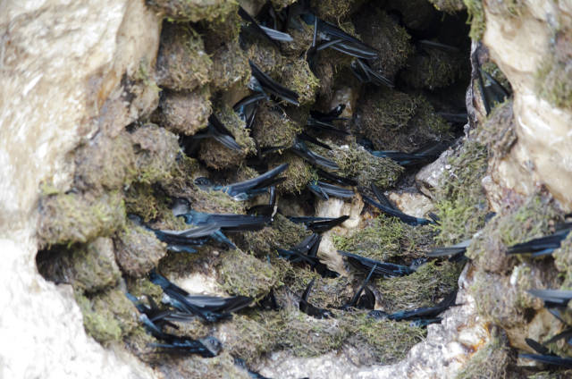 Harvest of Edible Swiftlet Nests in Malaysia - Best Time