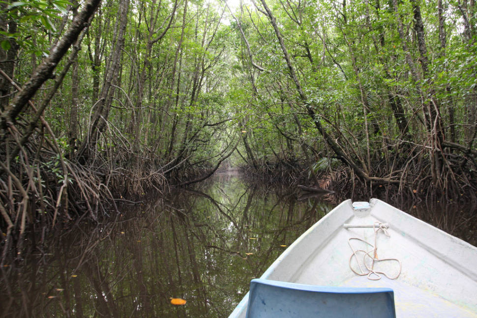 Boating around mangrove in Kampung Cherating, Pahang, Malaysia