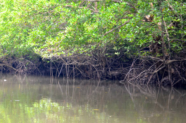 Mangroves of Langkawi