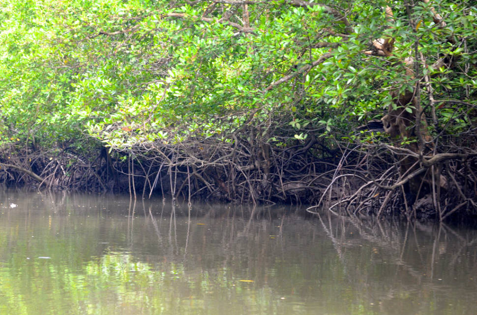 Mangroves of Langkawi