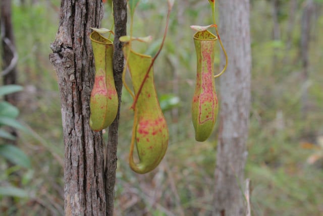 Pitcher Plant or Nepenthes in Malaysia - Best Season