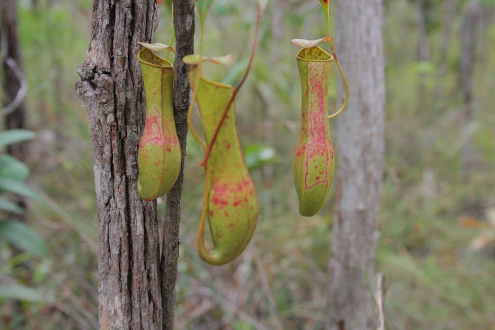 Pitcher Plant or Nepenthes in Malaysia - Best Season
