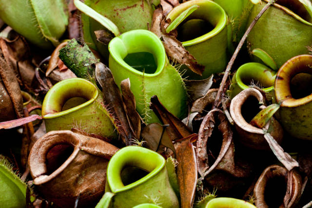 Nepenthes ampullaria. Sarawak, Malaysia