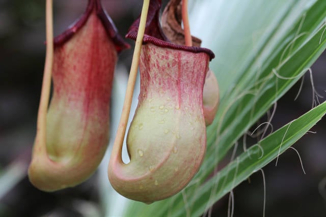 Best time for Pitcher Plant or Nepenthes in Malaysia