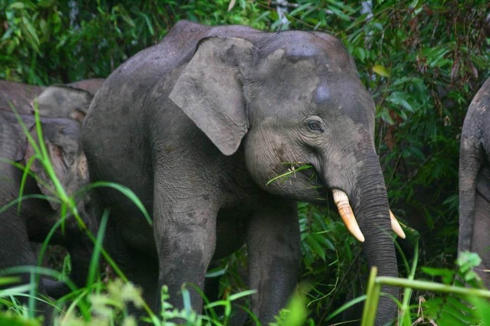 Pygmy Elephants in Malaysia - Best Season