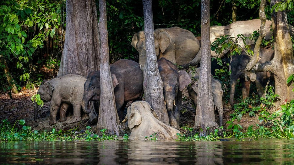 A whole family was coming for a refreshment to the Kinabatangan river.