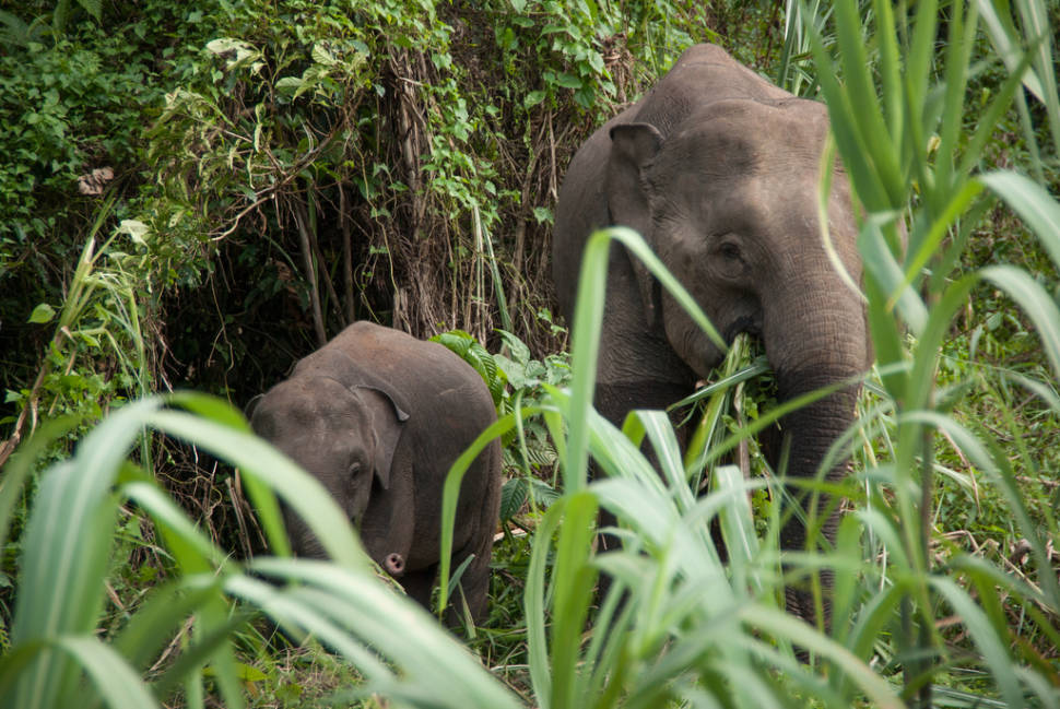 Best time for Pygmy Elephants in Malaysia