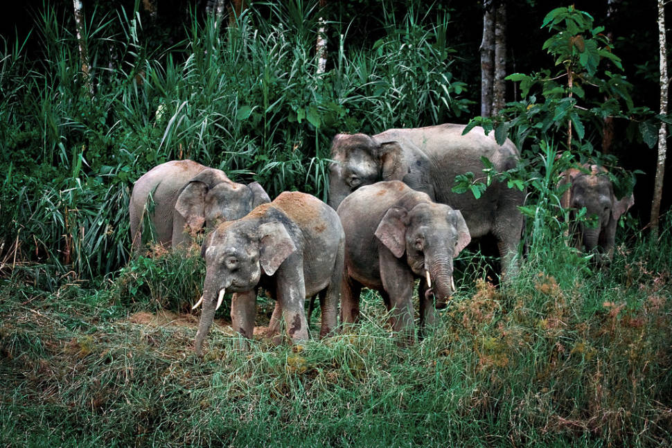 Best time to see Pygmy Elephants in Malaysia