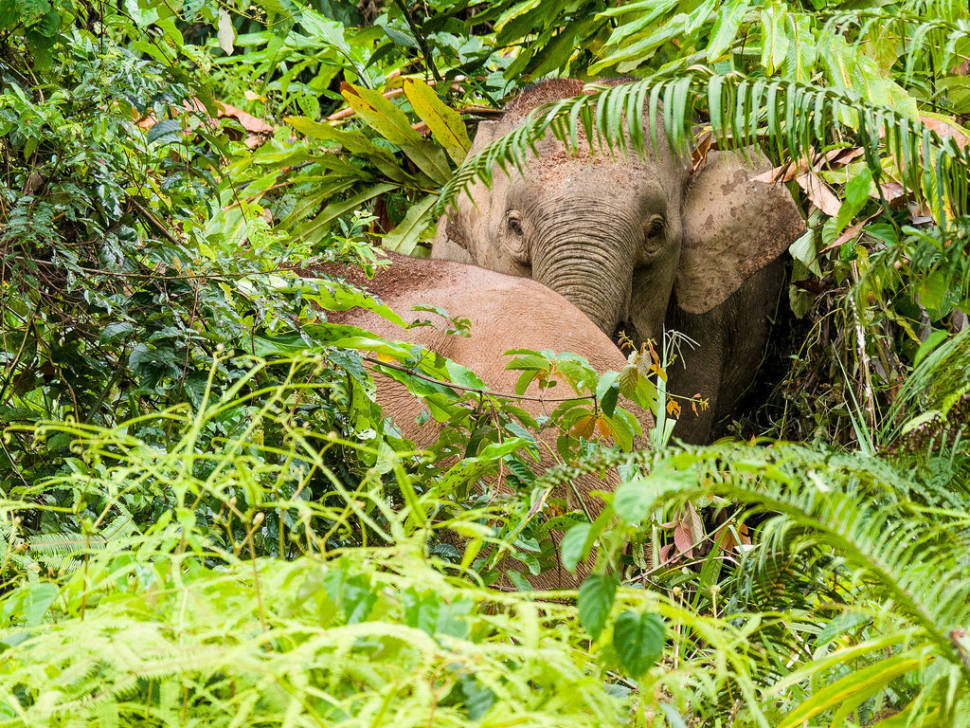 Pygmy Elephants in Malaysia - Best Time