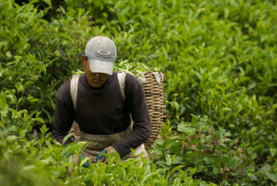 Tea plantation in Cameron Highlands, Malaysia