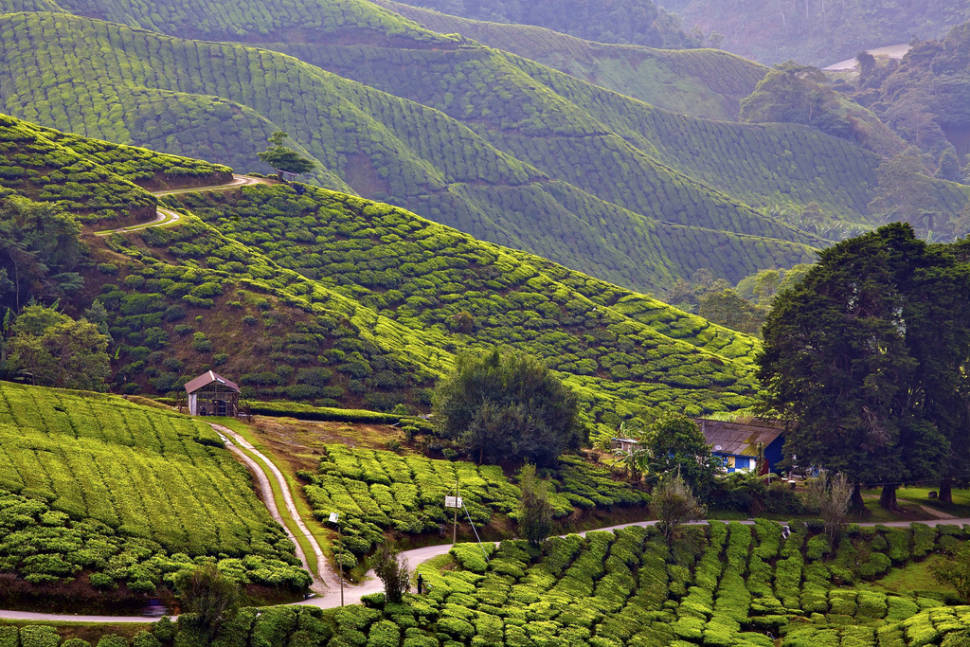 Sungai Palas Tea Centre