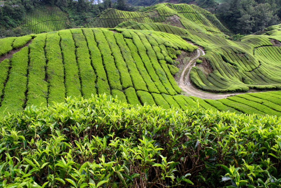 Tea Plantations and Pulled Tea in Malaysia - Best Time