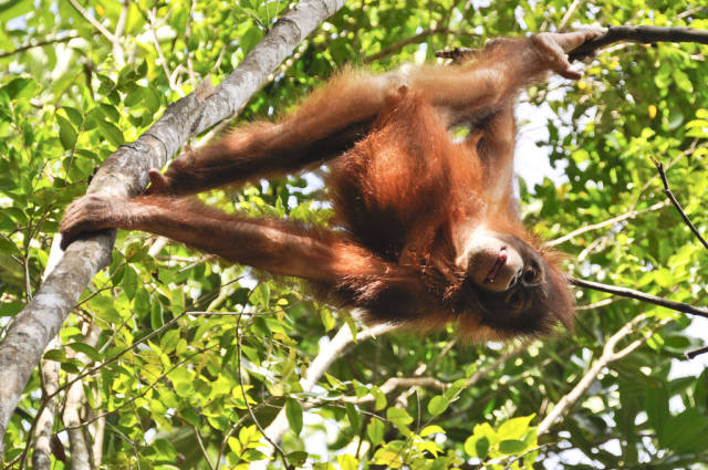 Watching Orangutans in Malaysia - Best Time