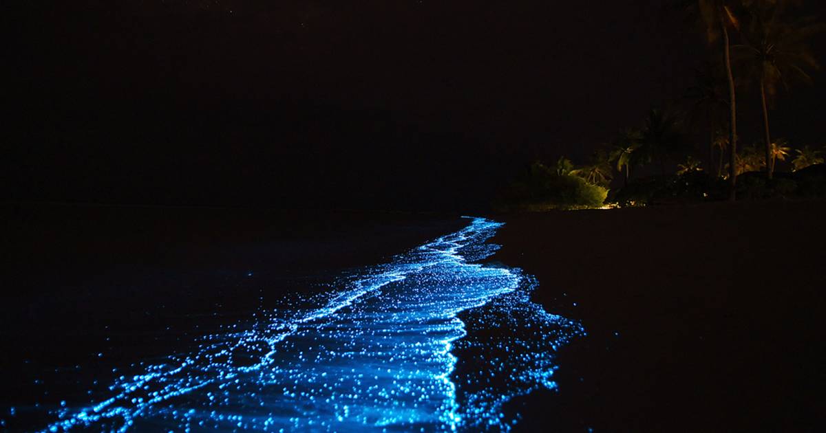 Best Time To See Bioluminescent Plankton In Maldives 2019 Rove Me Bioluminescent Plankton In Maldives Best Time